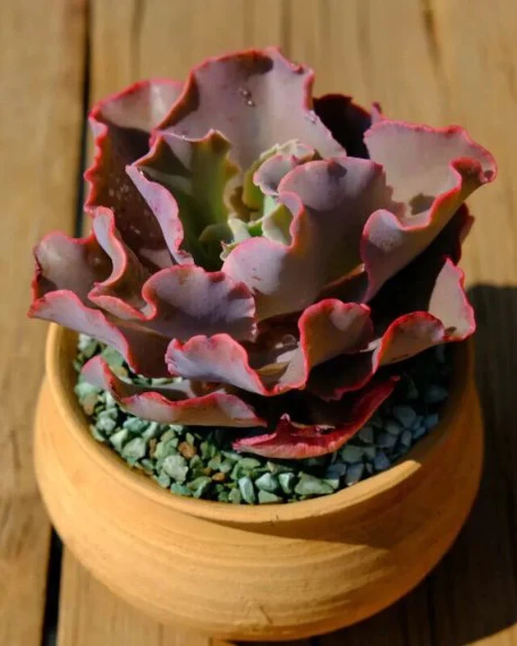 Echeveria 'Takasago No Okina'