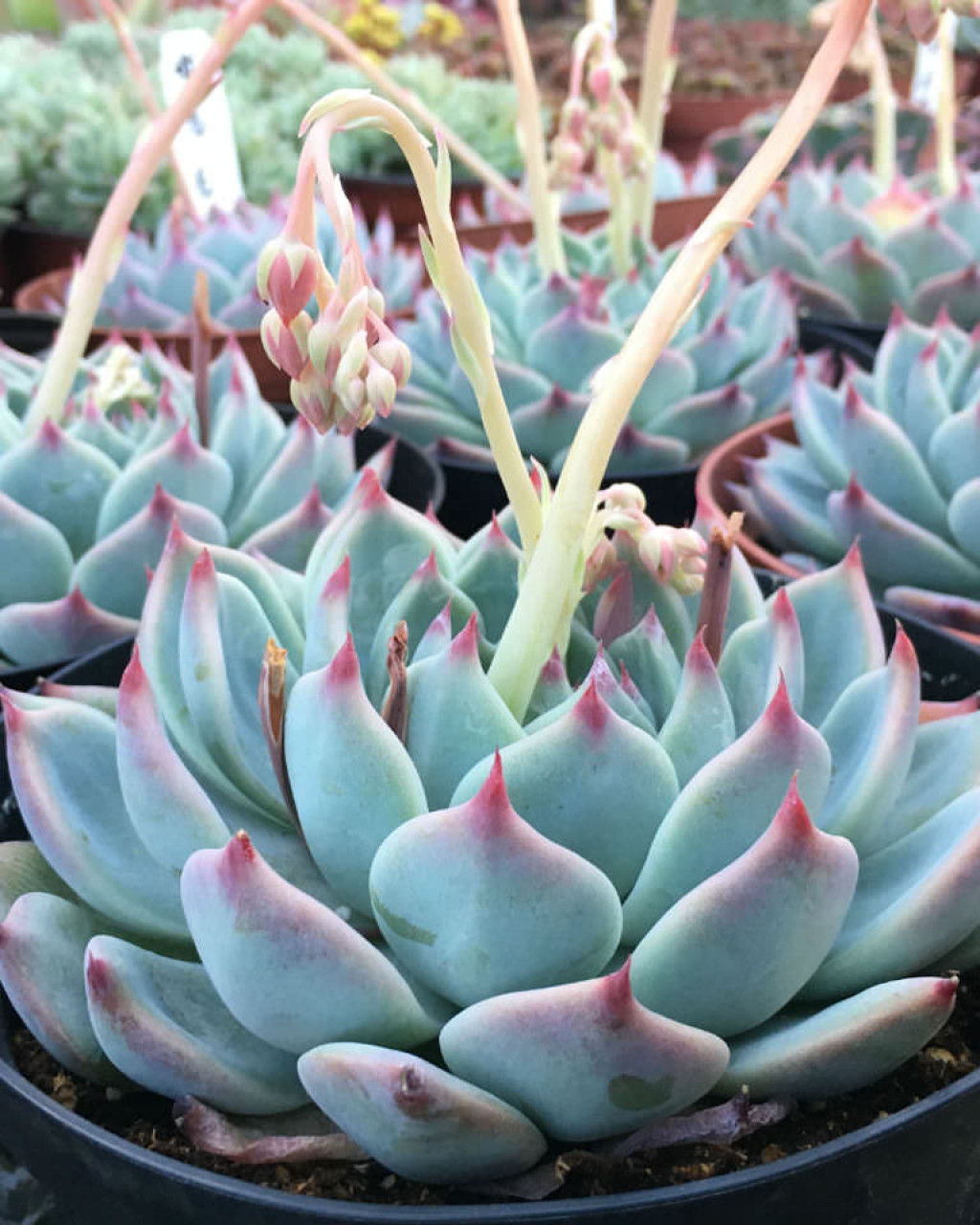 Echeveria 'Tippy'