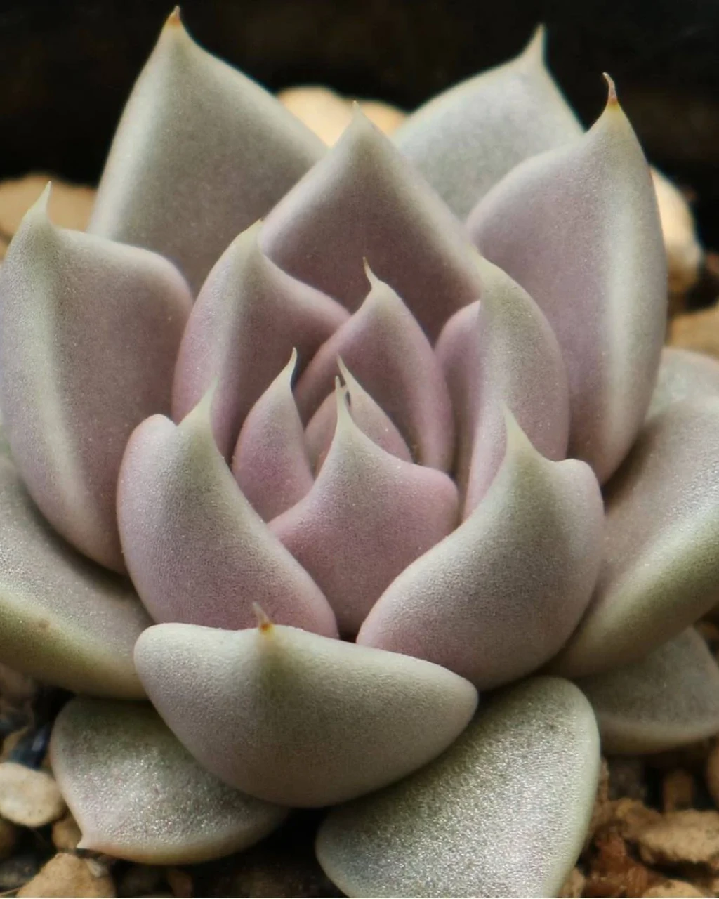 Echeveria tobarensis