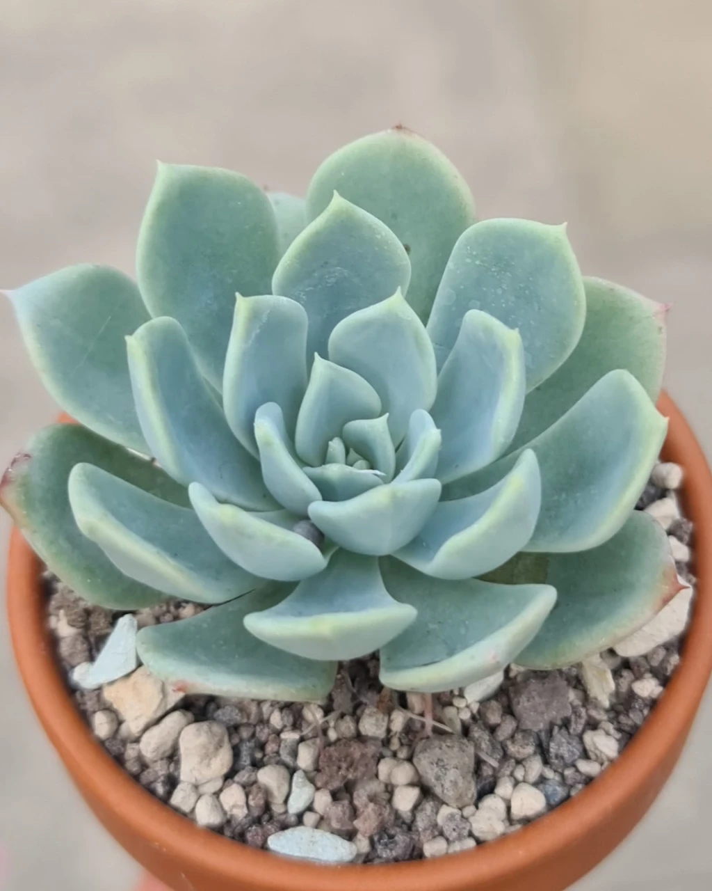 Echeveria tolucensis