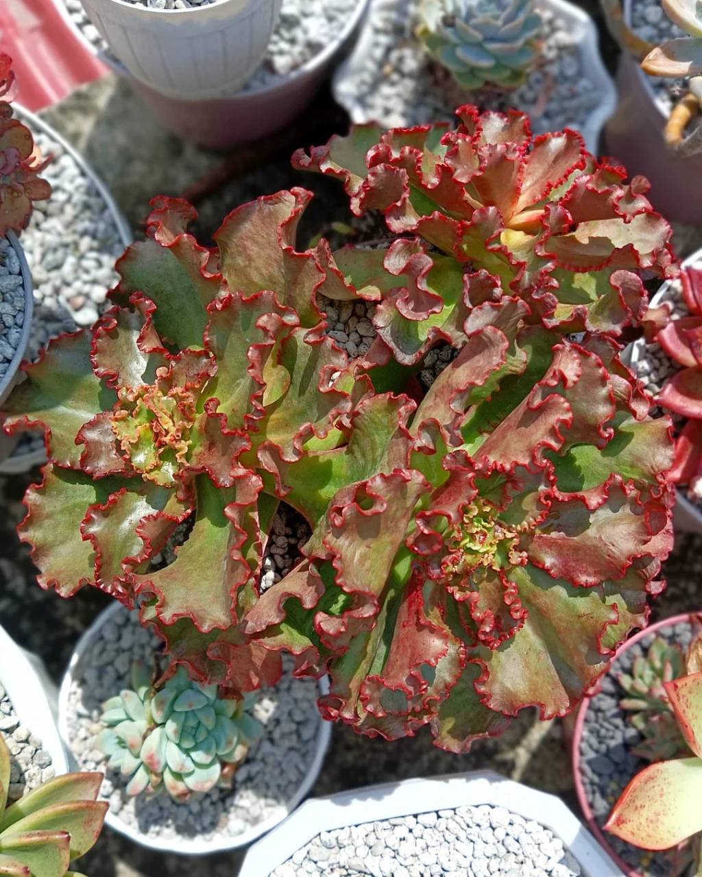 Echeveria 'Tori'