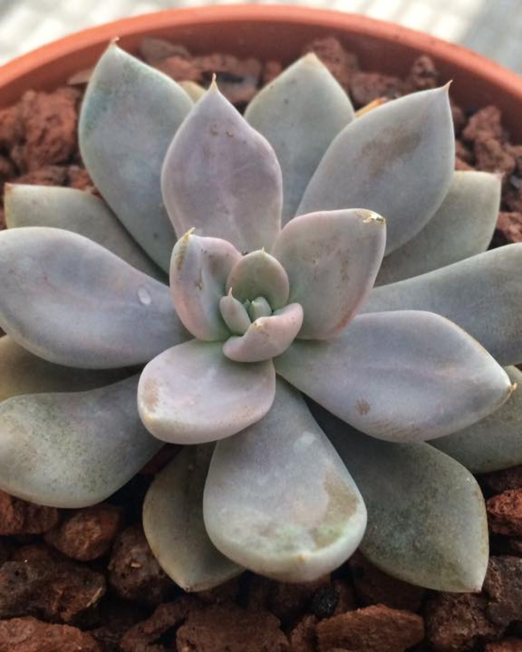 Echeveria trianthina