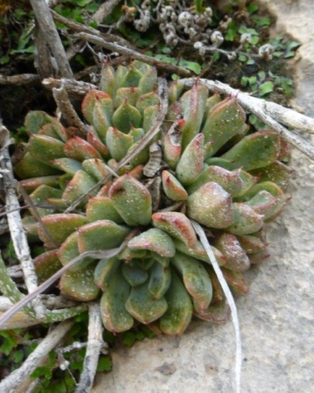 Echeveria turgida