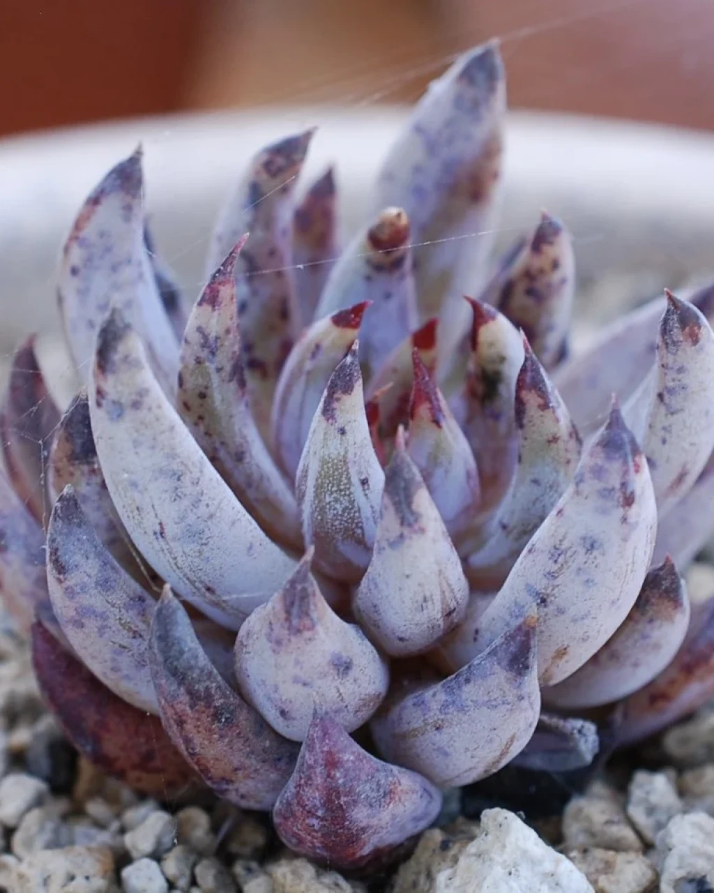 Echeveria unguiculata