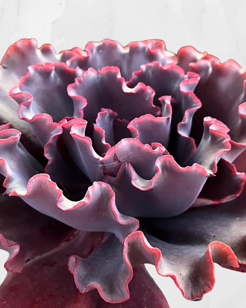 Echeveria 'Valentine'