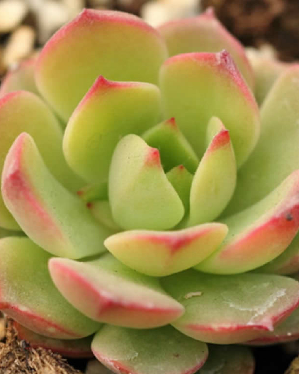 Echeveria 'Victor'