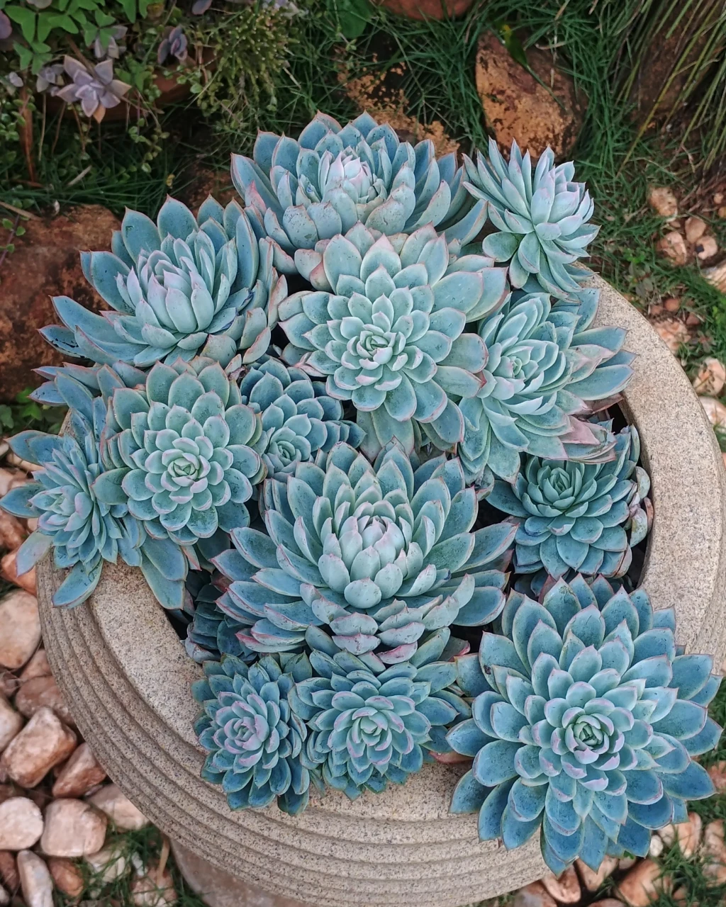 Echeveria 'Violet Queen'