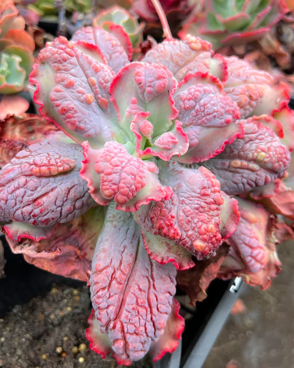 Echeveria 'Virginia Lee'