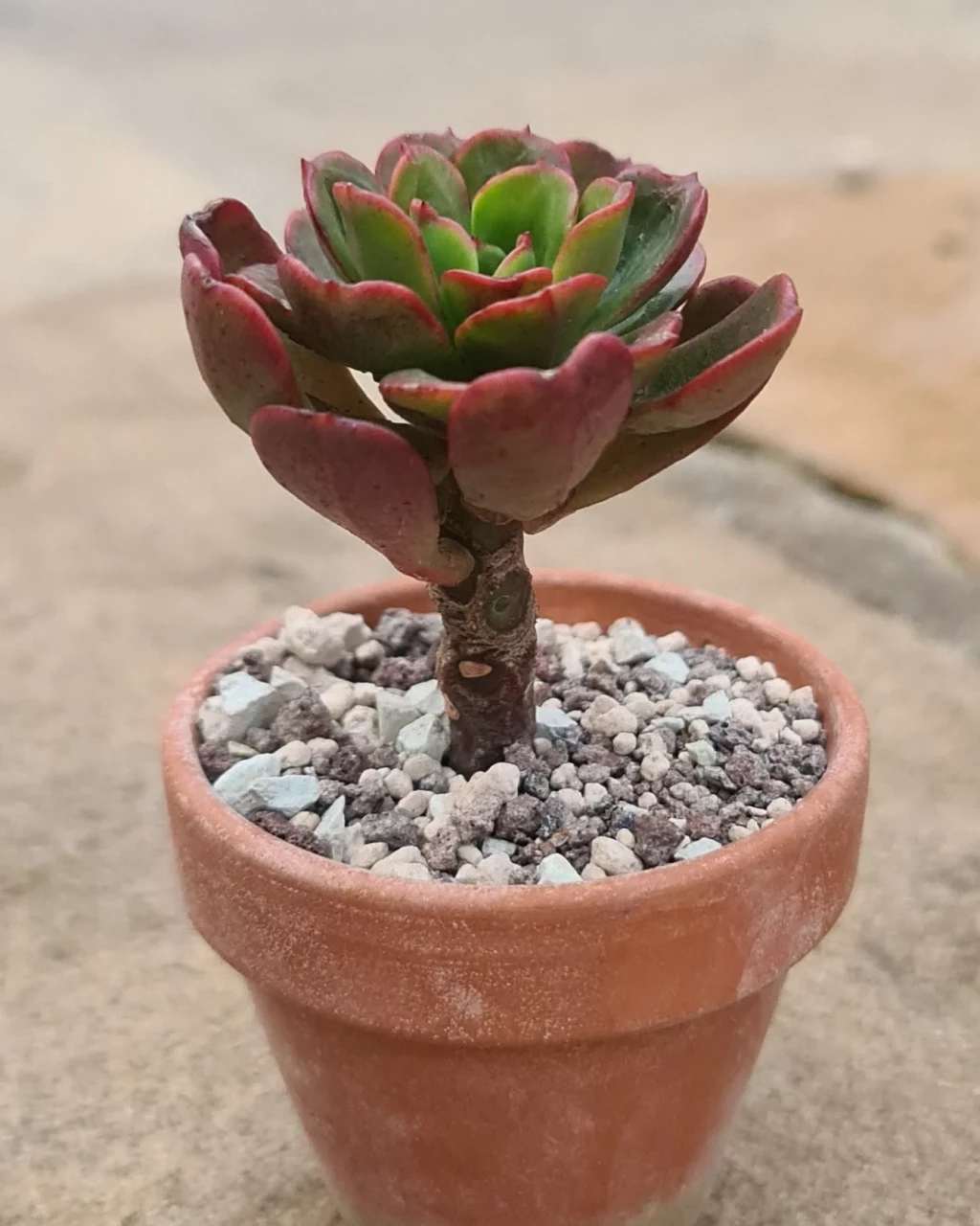 Echeveria viridissima