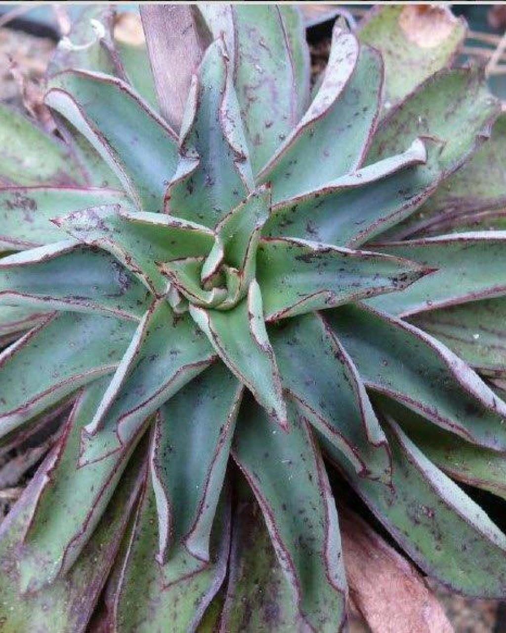 Echeveria walpoleana