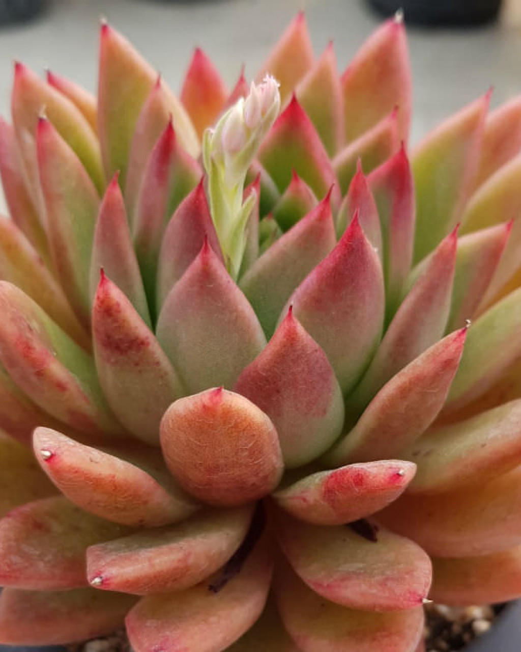 Echeveria 'Water Lily'