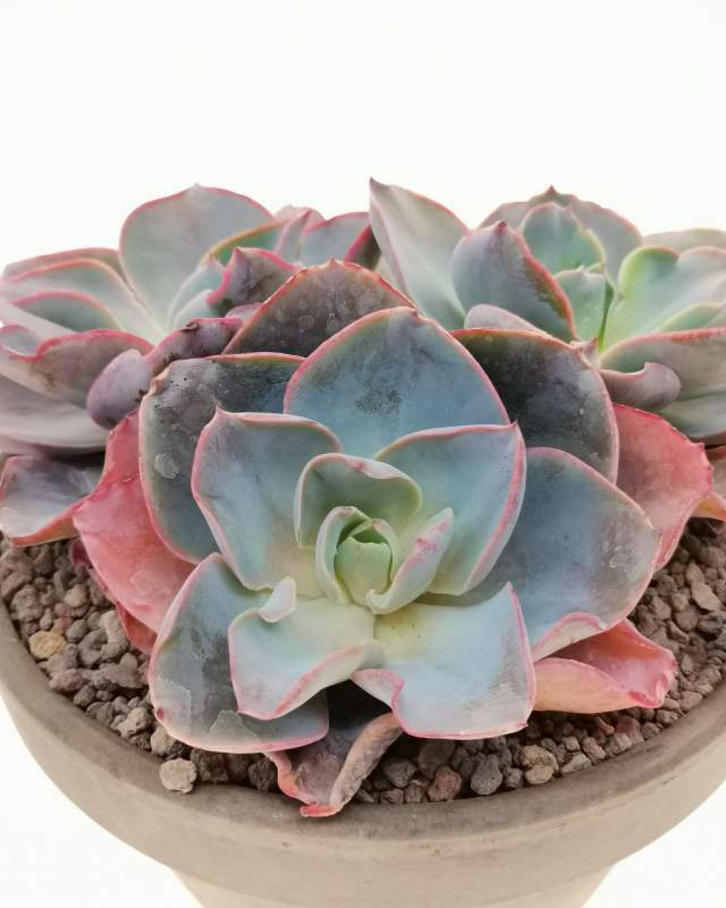 Echeveria 'White Rose'