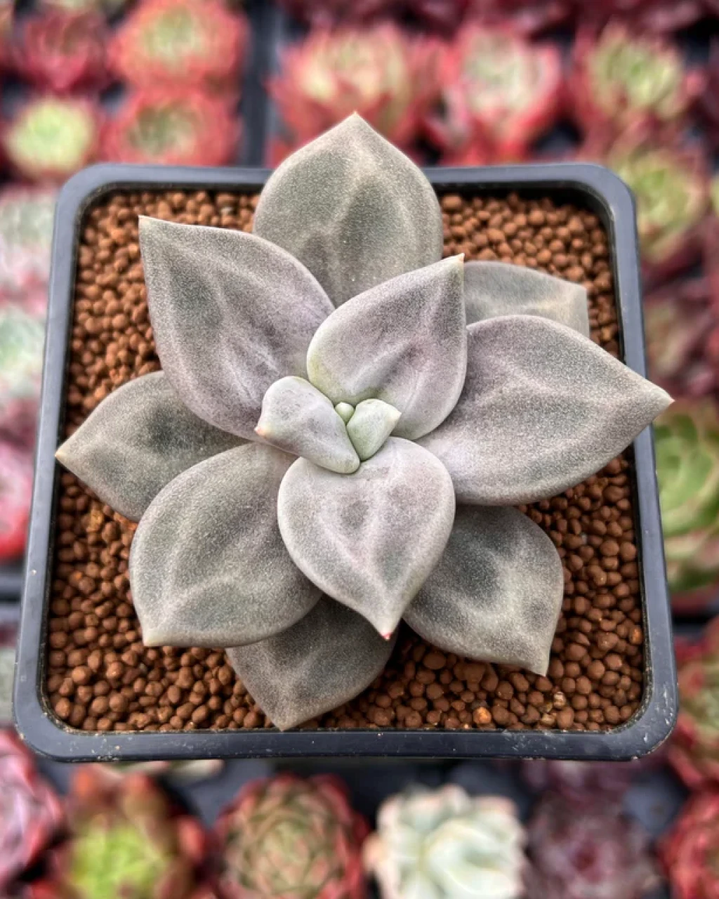 Echeveria xichuensis