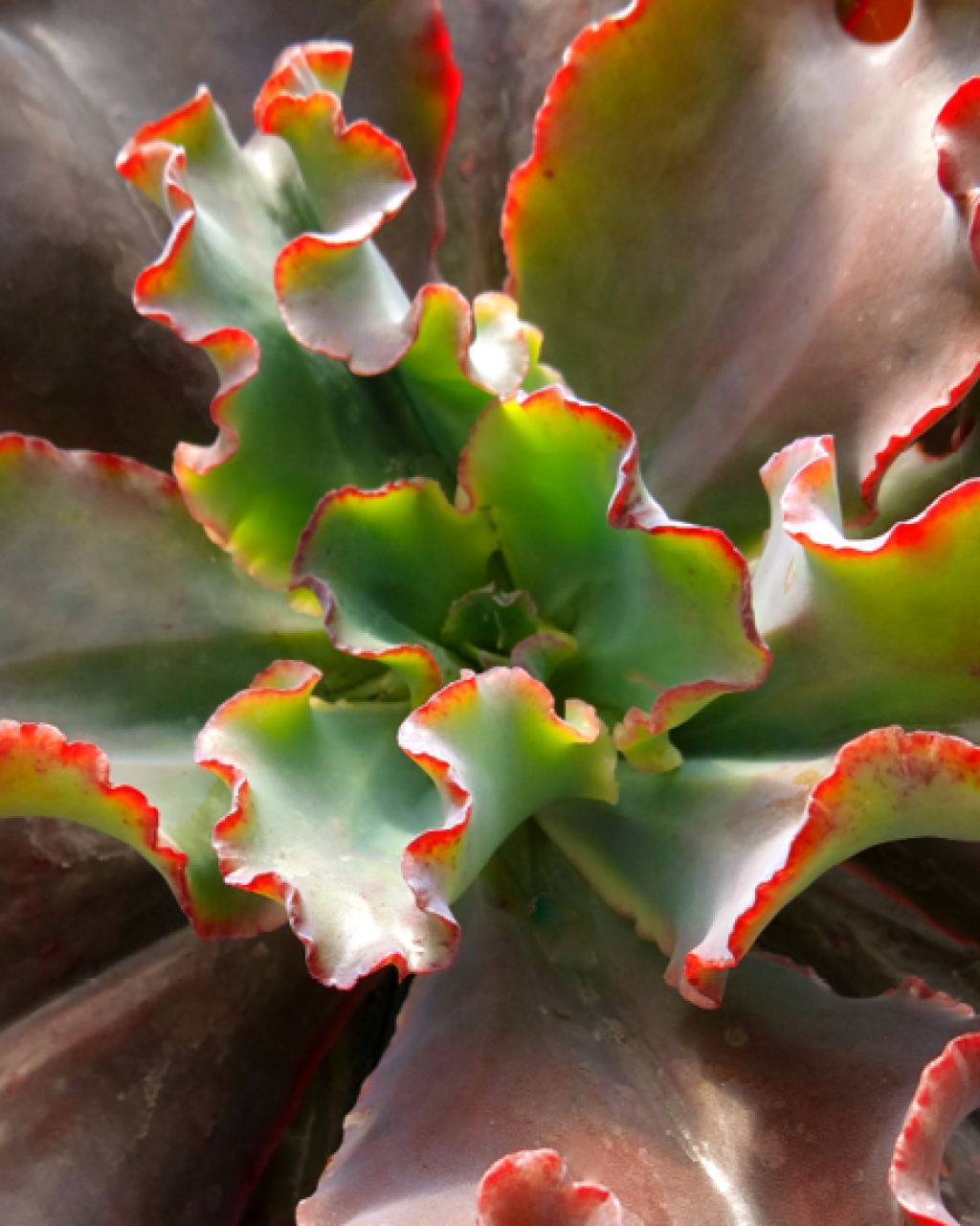 Echeveria 'Zorro'