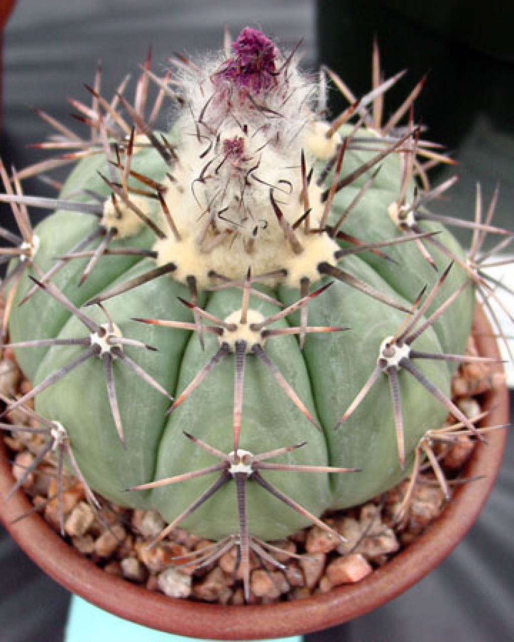 Echinocactus Horizonthalonius