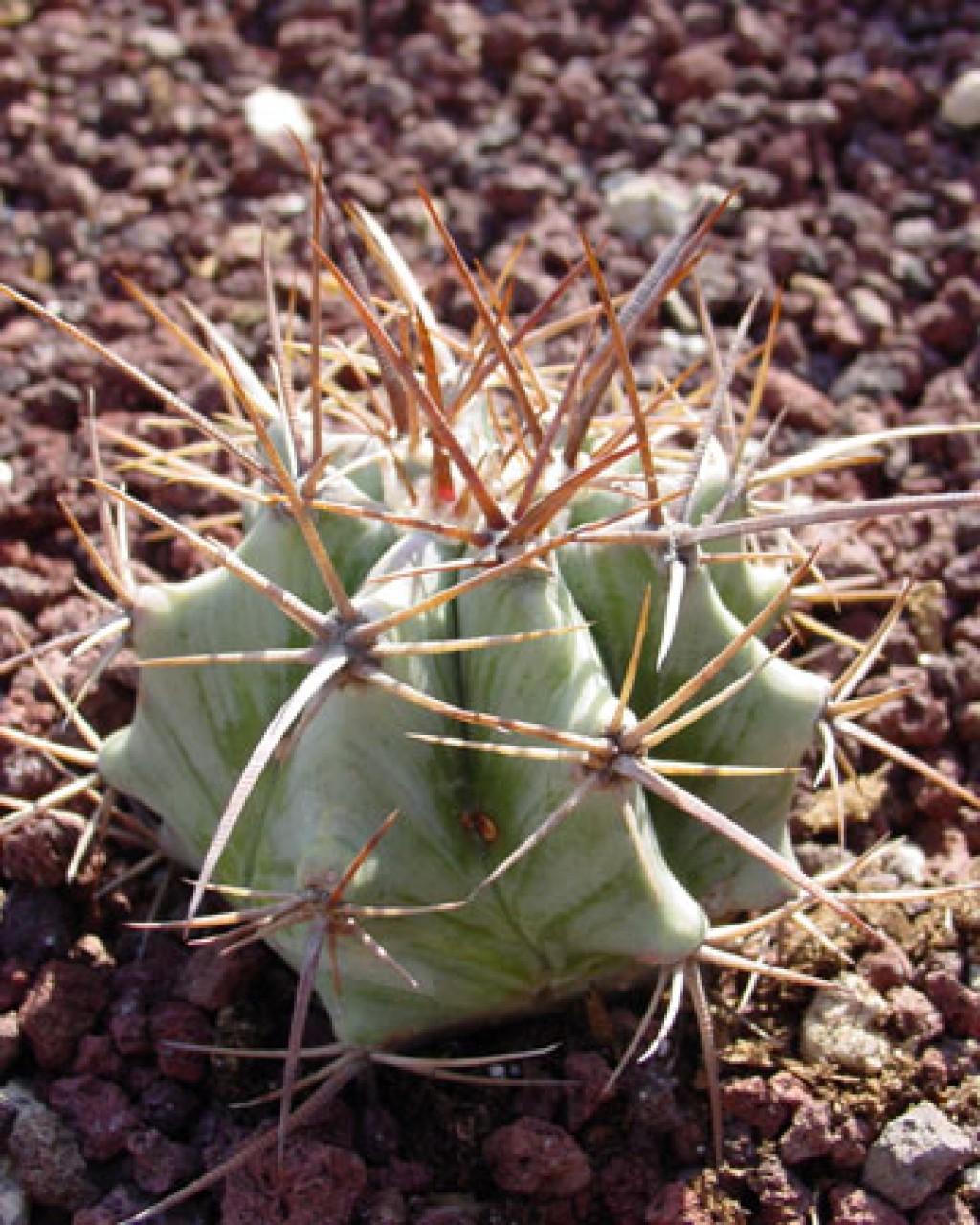 Echinocactus Platyacanthus