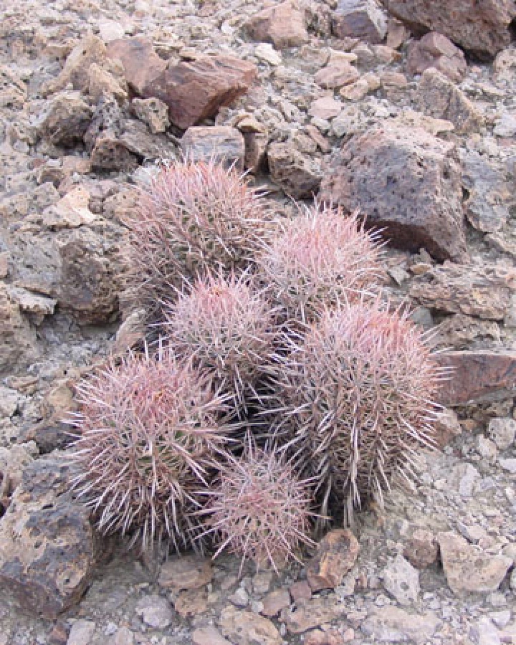 Echinocactus Polycephalus