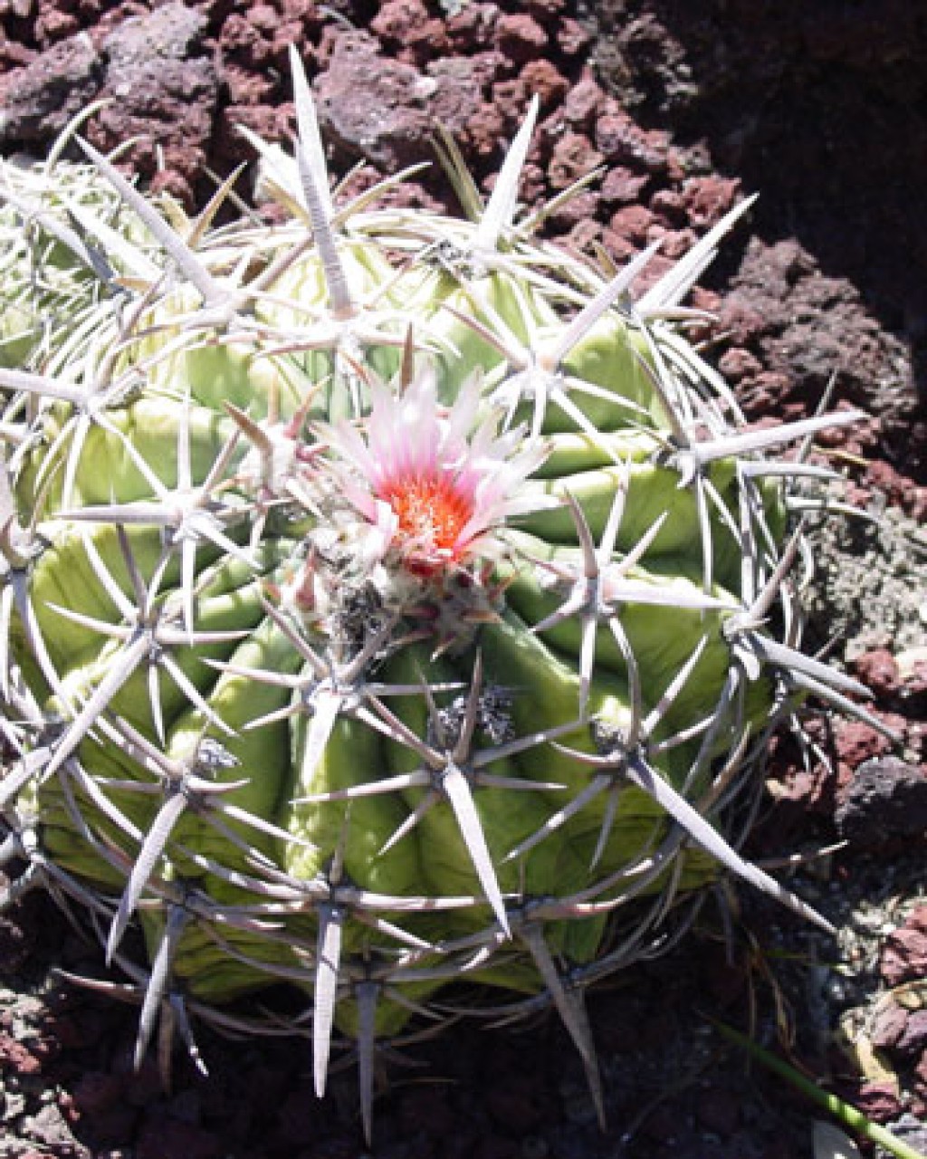 Echinocactus Texensis