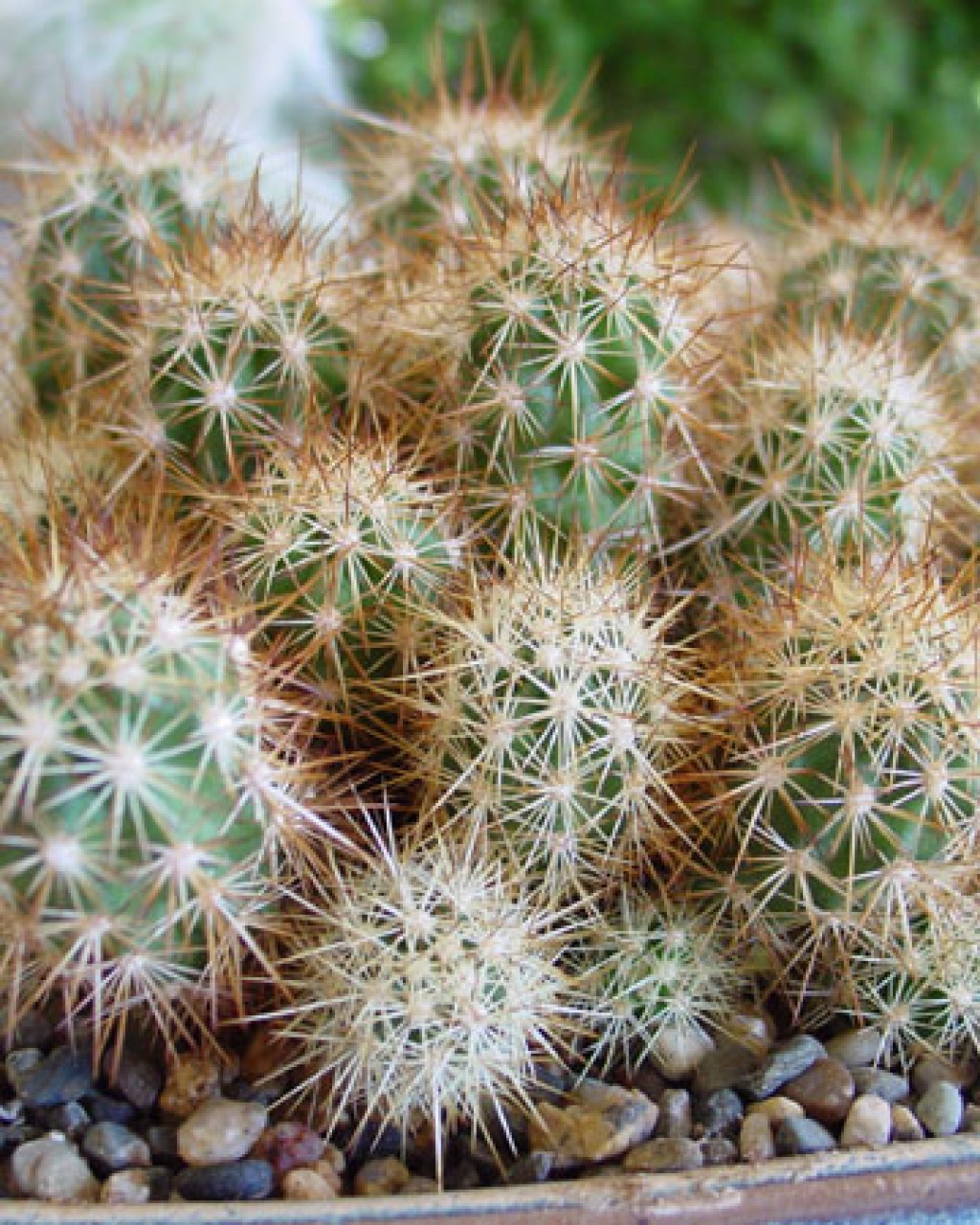 Echinocereus Barthelowanus