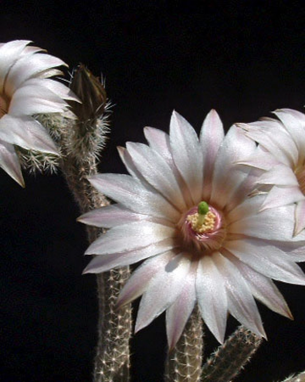 Echinocereus Leucanthus