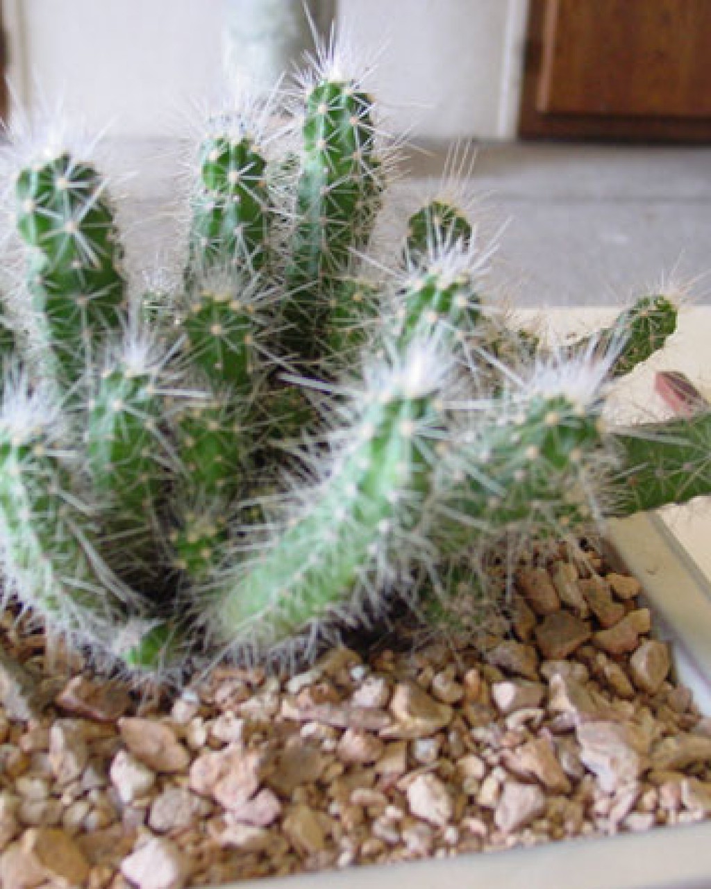 Echinocereus Parkeri