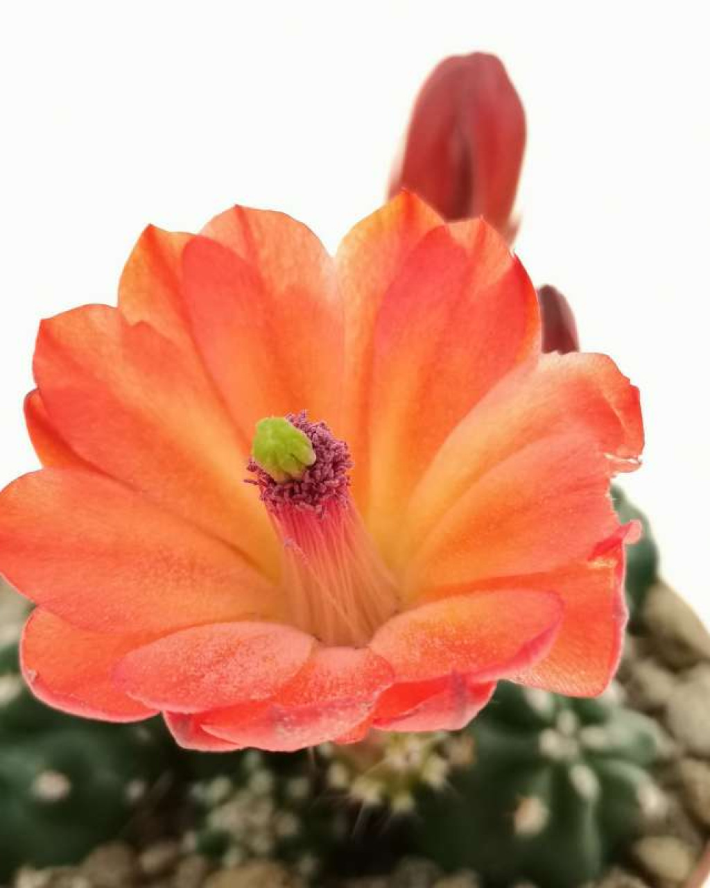 Echinocereus triglochidiatus var. inermis