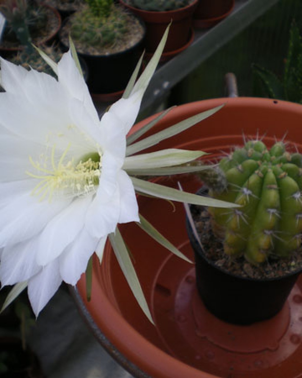 Echinopsis Arebaloi