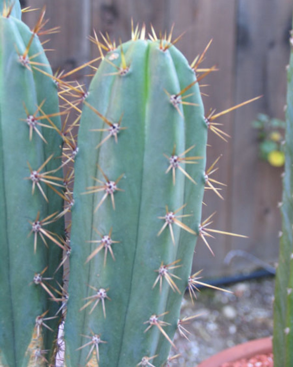 Echinopsis Peruviana