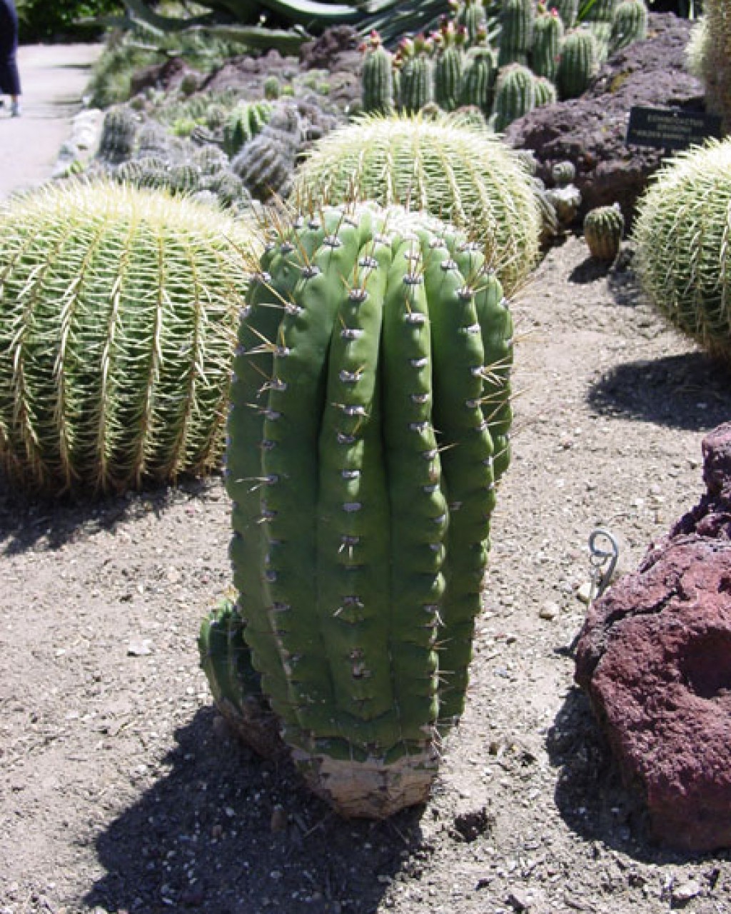 Echinopsis Robinsoniana