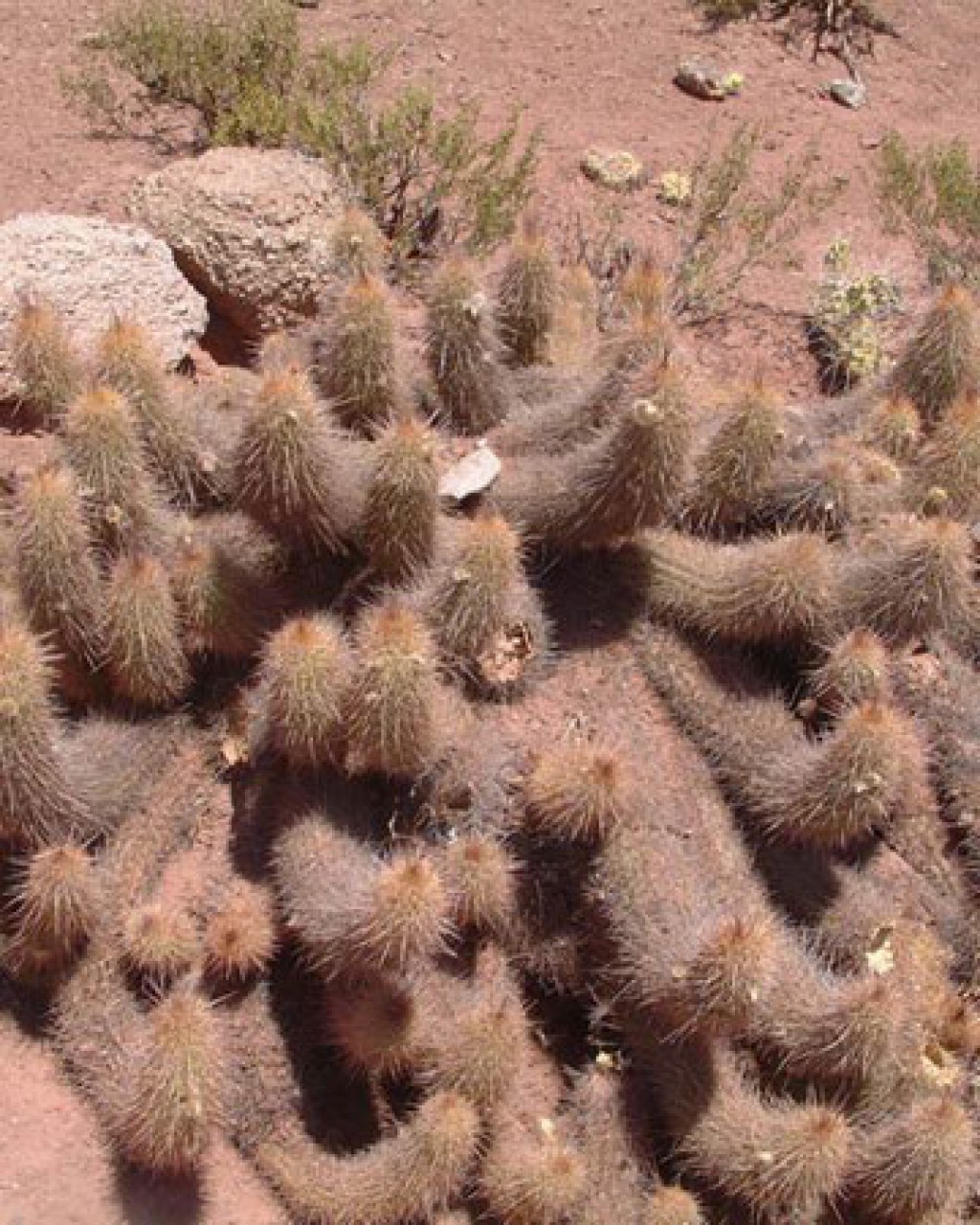 Echinopsis Vatteri