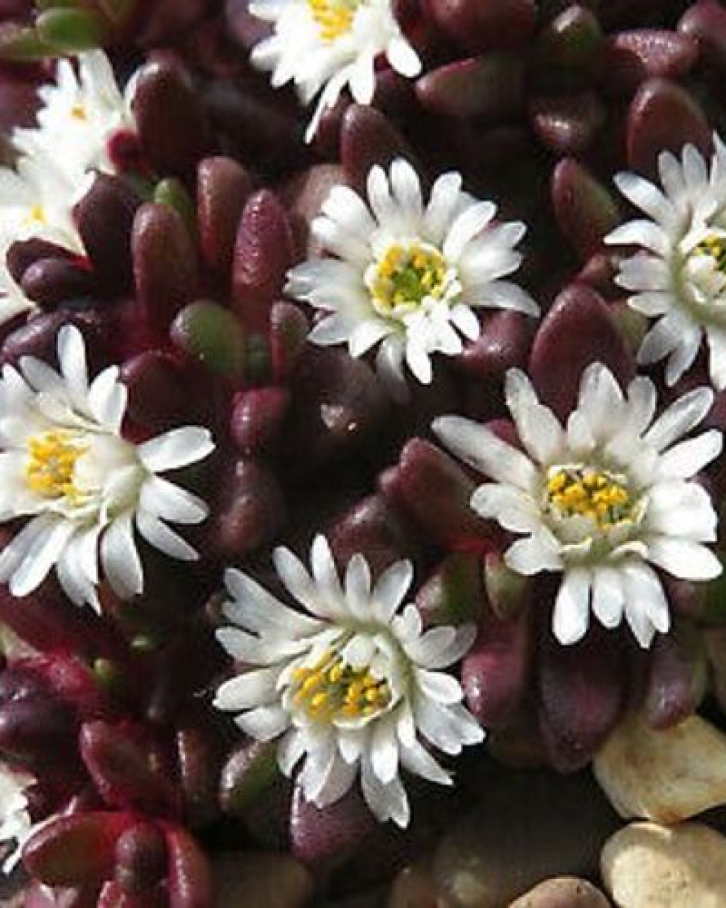 Ectotropis seanii-hoganii