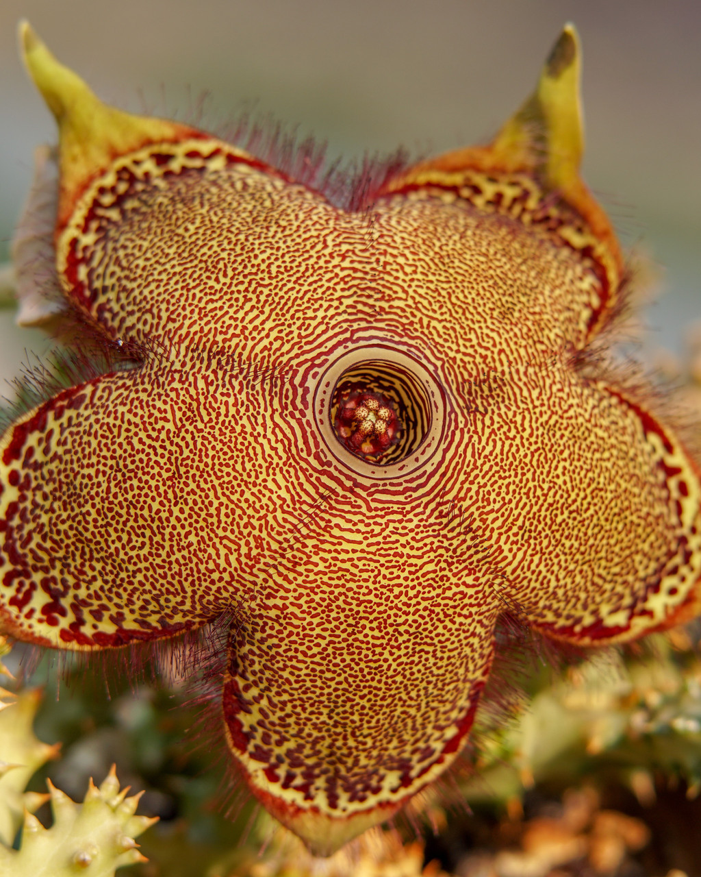 Edithcolea