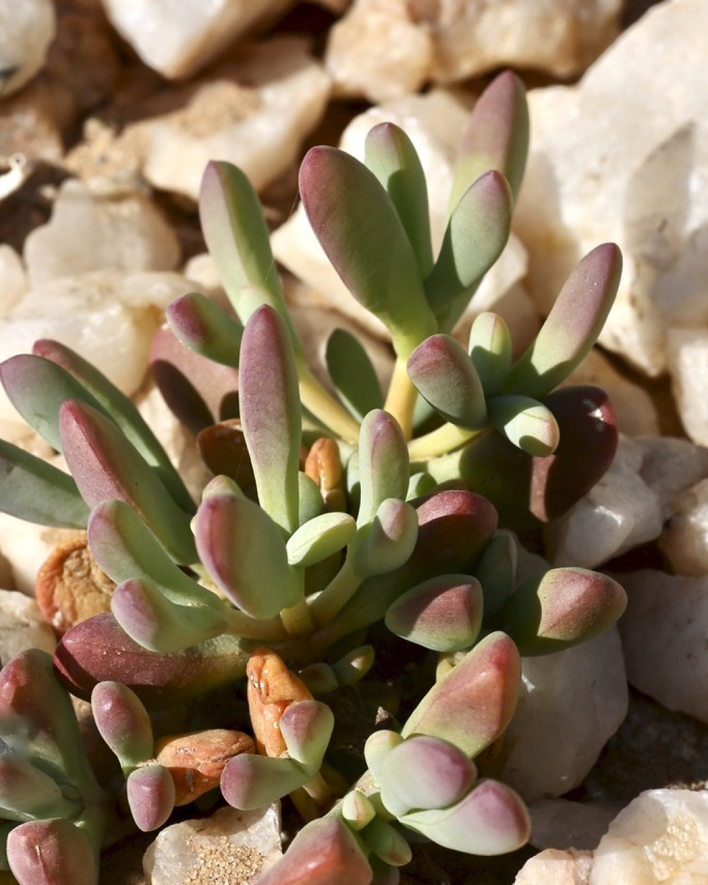 Enarganthe