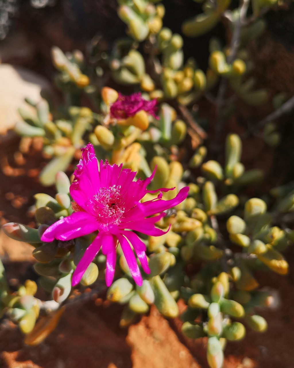 Enarganthe octonaria