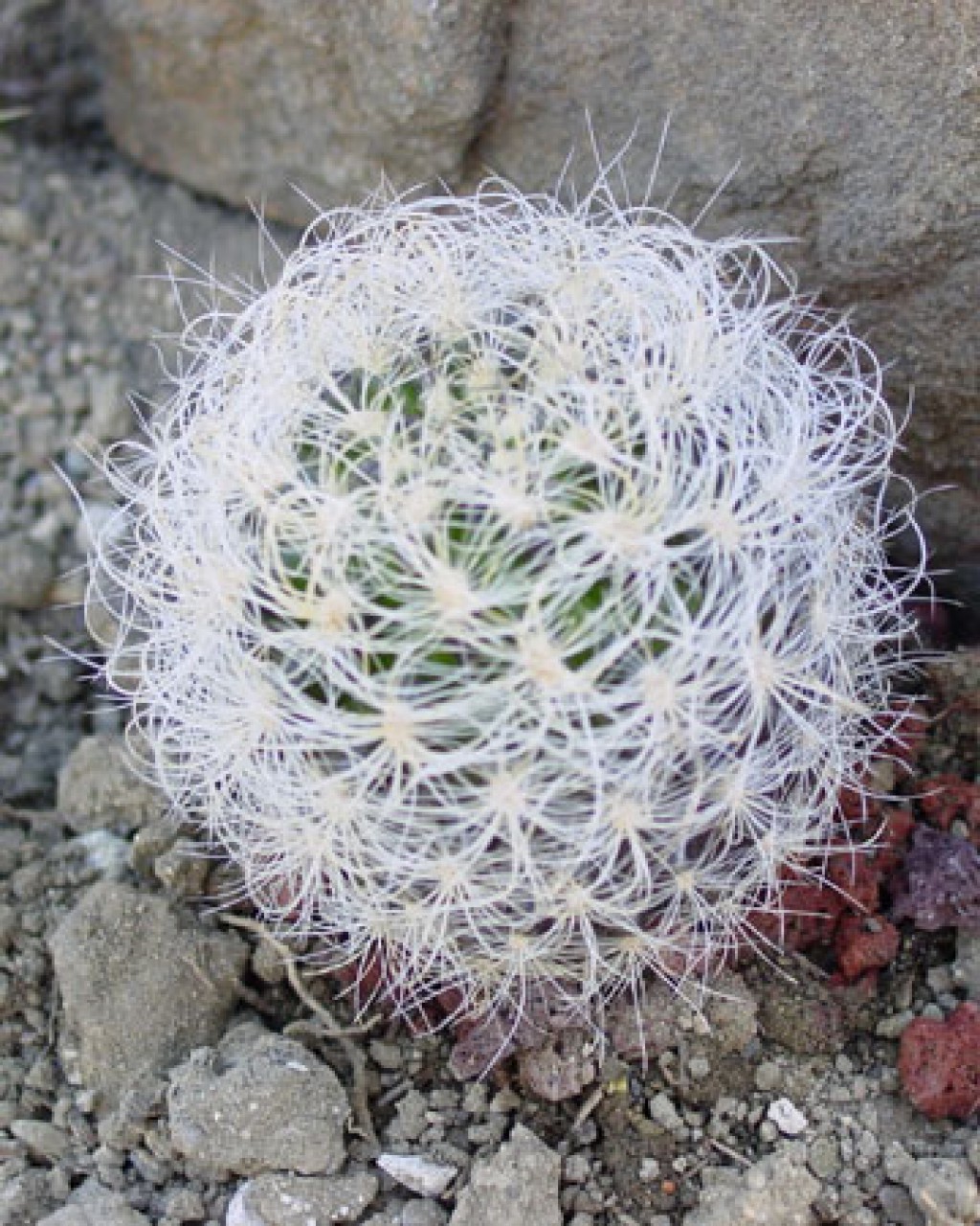 Eriosyce Kunzei