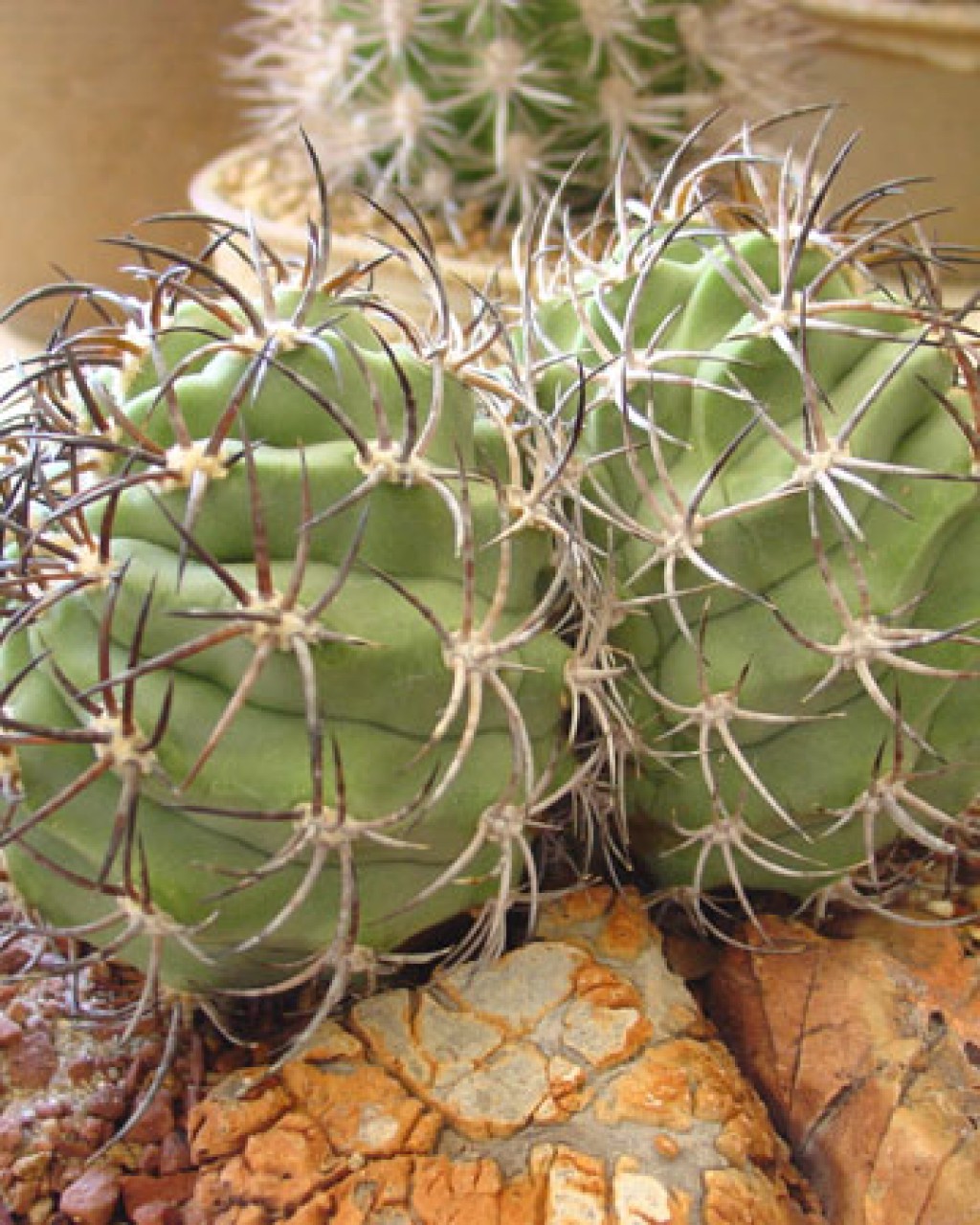Eriosyce Limariensis