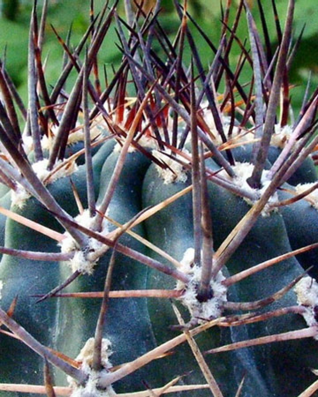 Eriosyce Strausiana