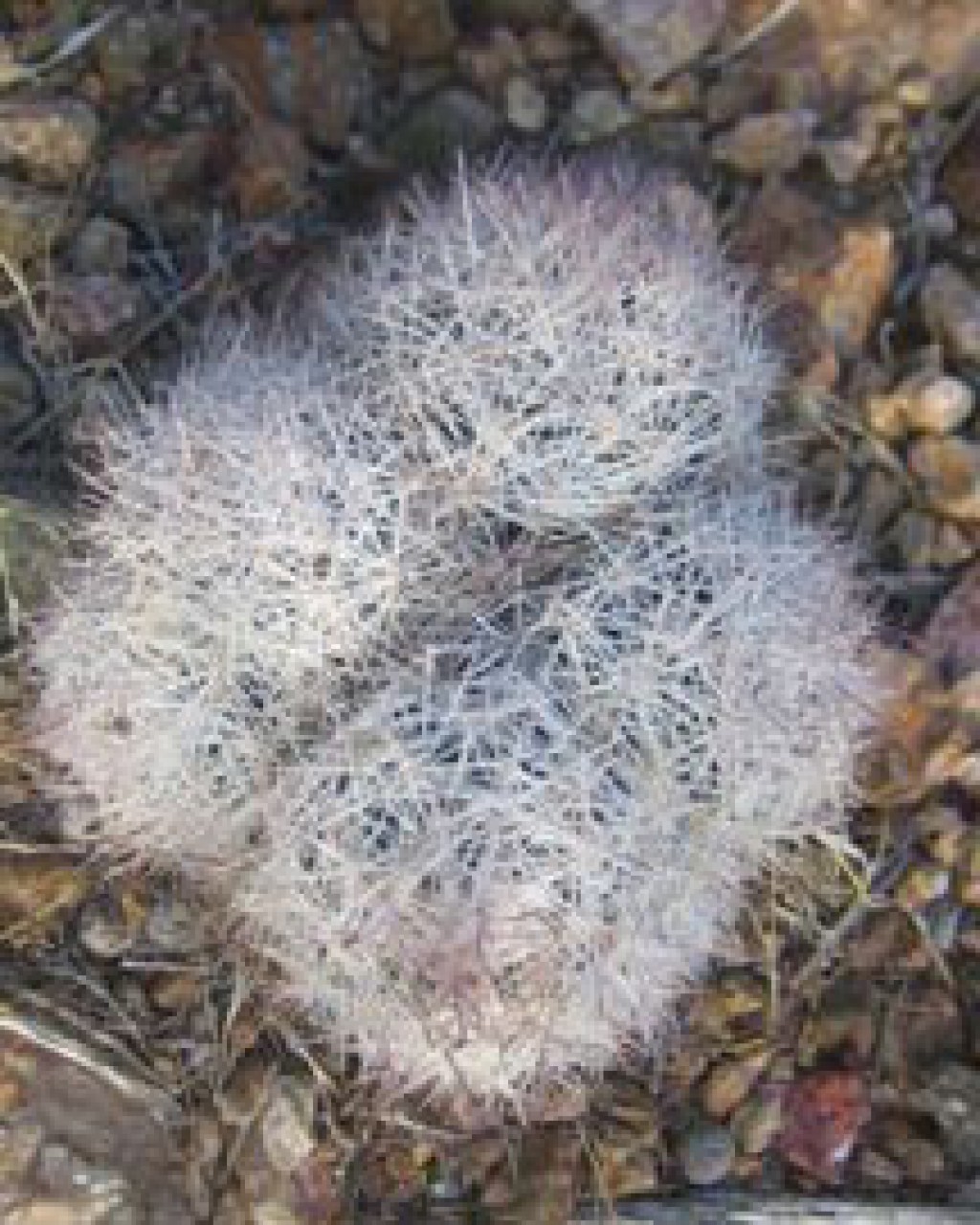 Escobaria Deserti