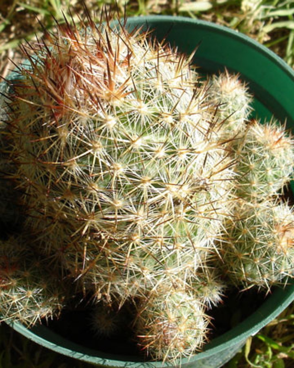 Escobaria Organensis