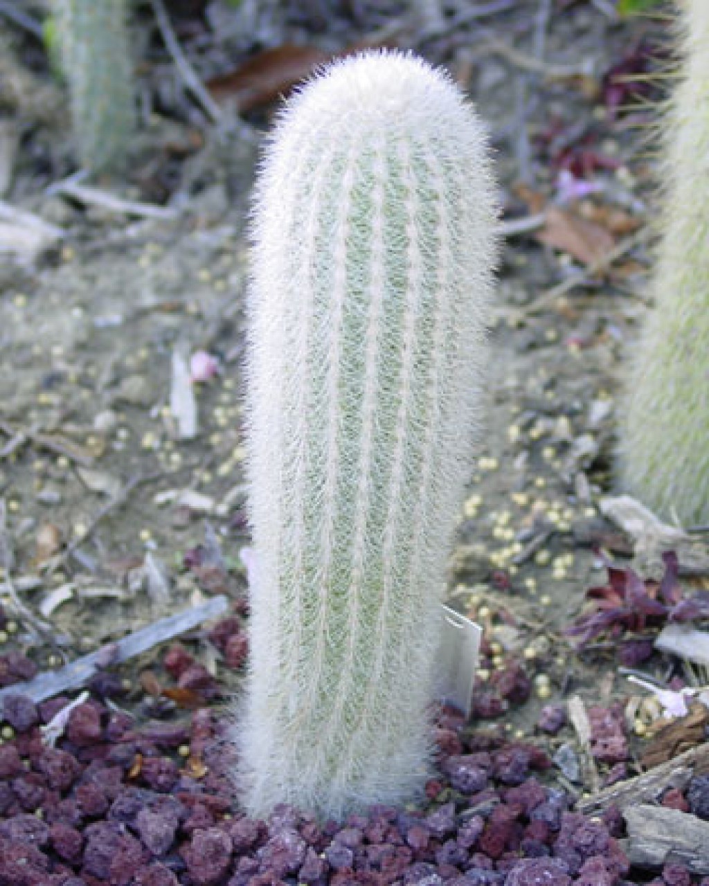 Espostoa Senilis