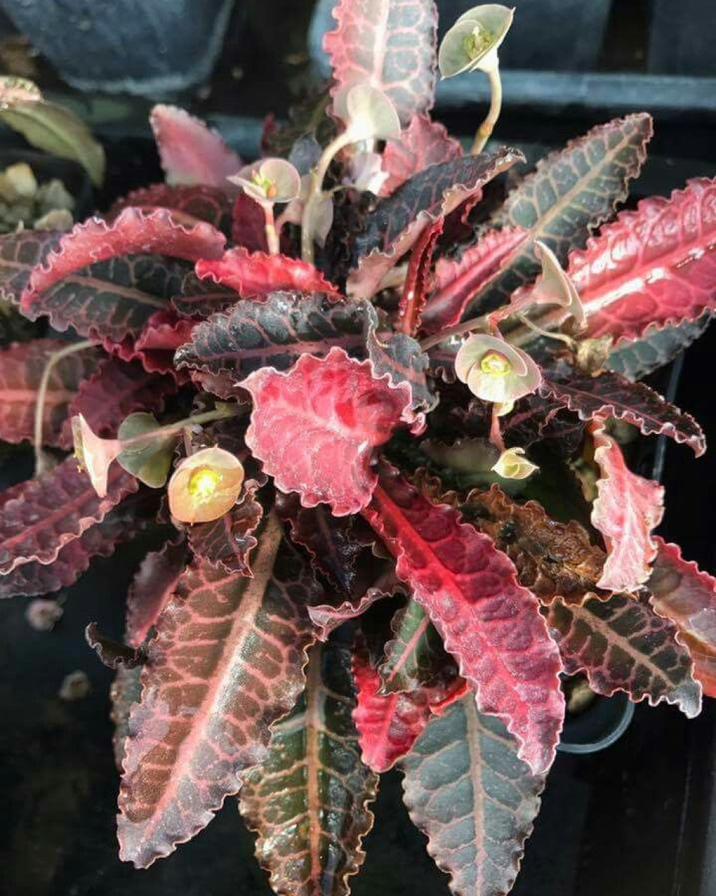 Euphorbia francoisii