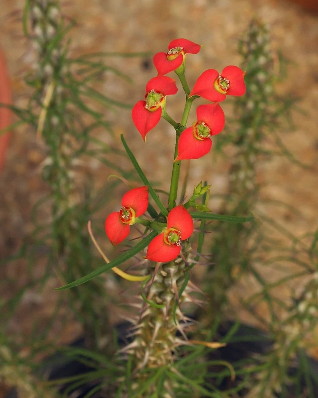 Euphorbia gottlebei
