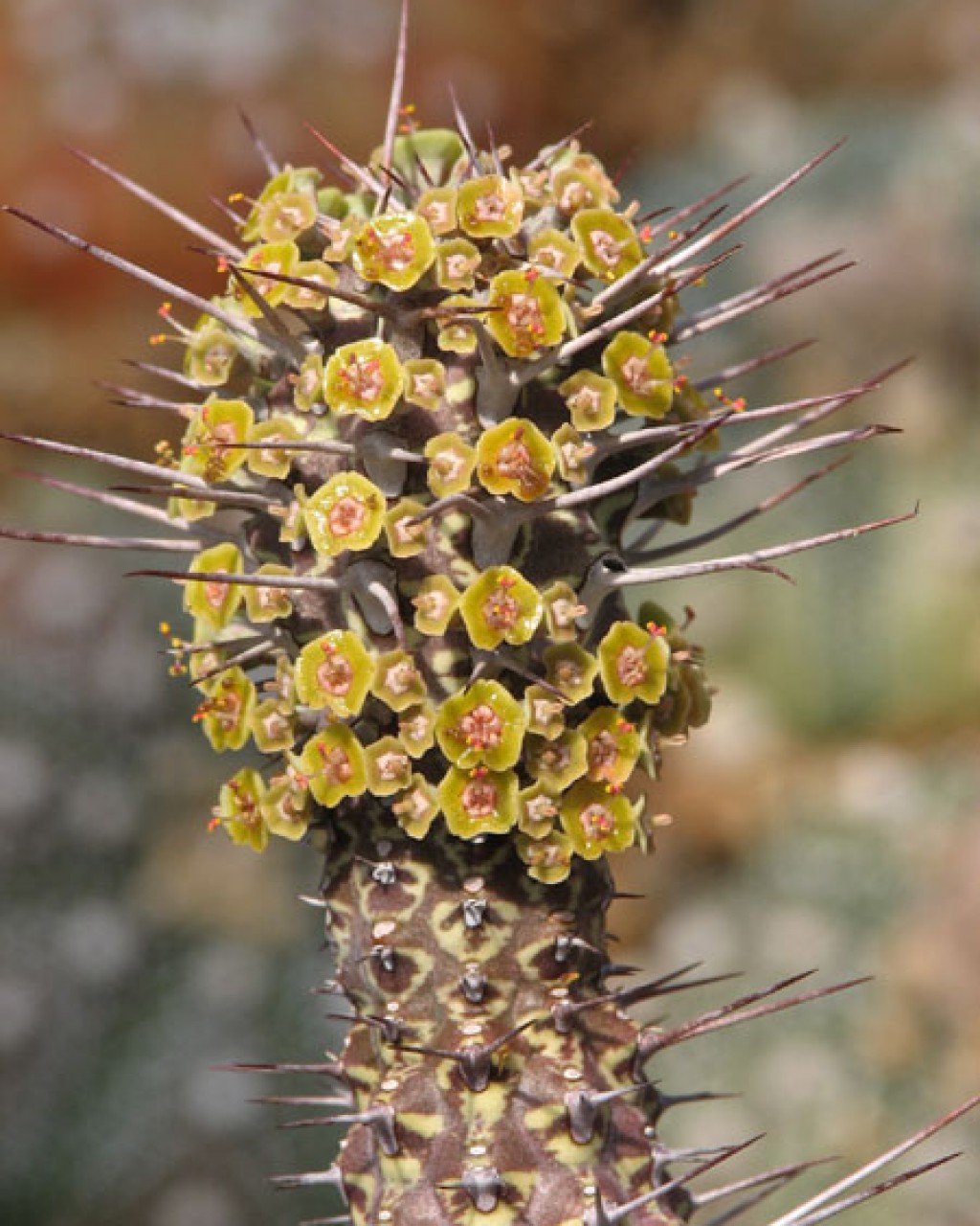 Euphorbia inaequispina