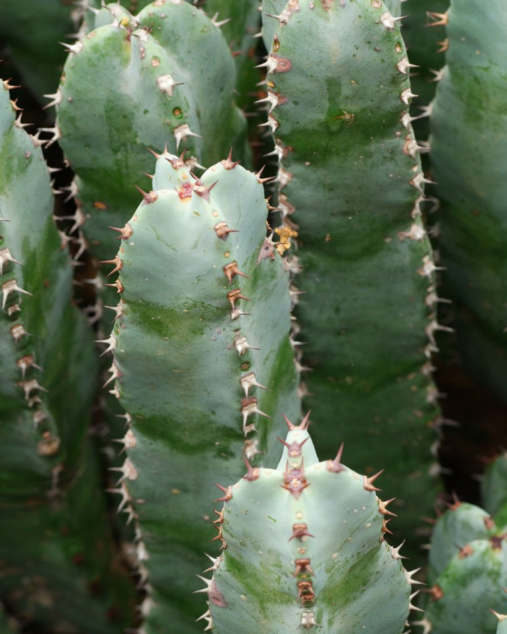 Euphorbia resinifera