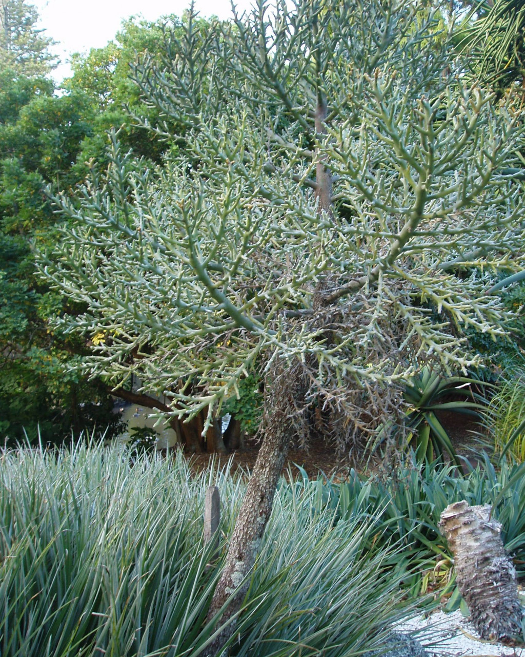Euphorbia stenoclada