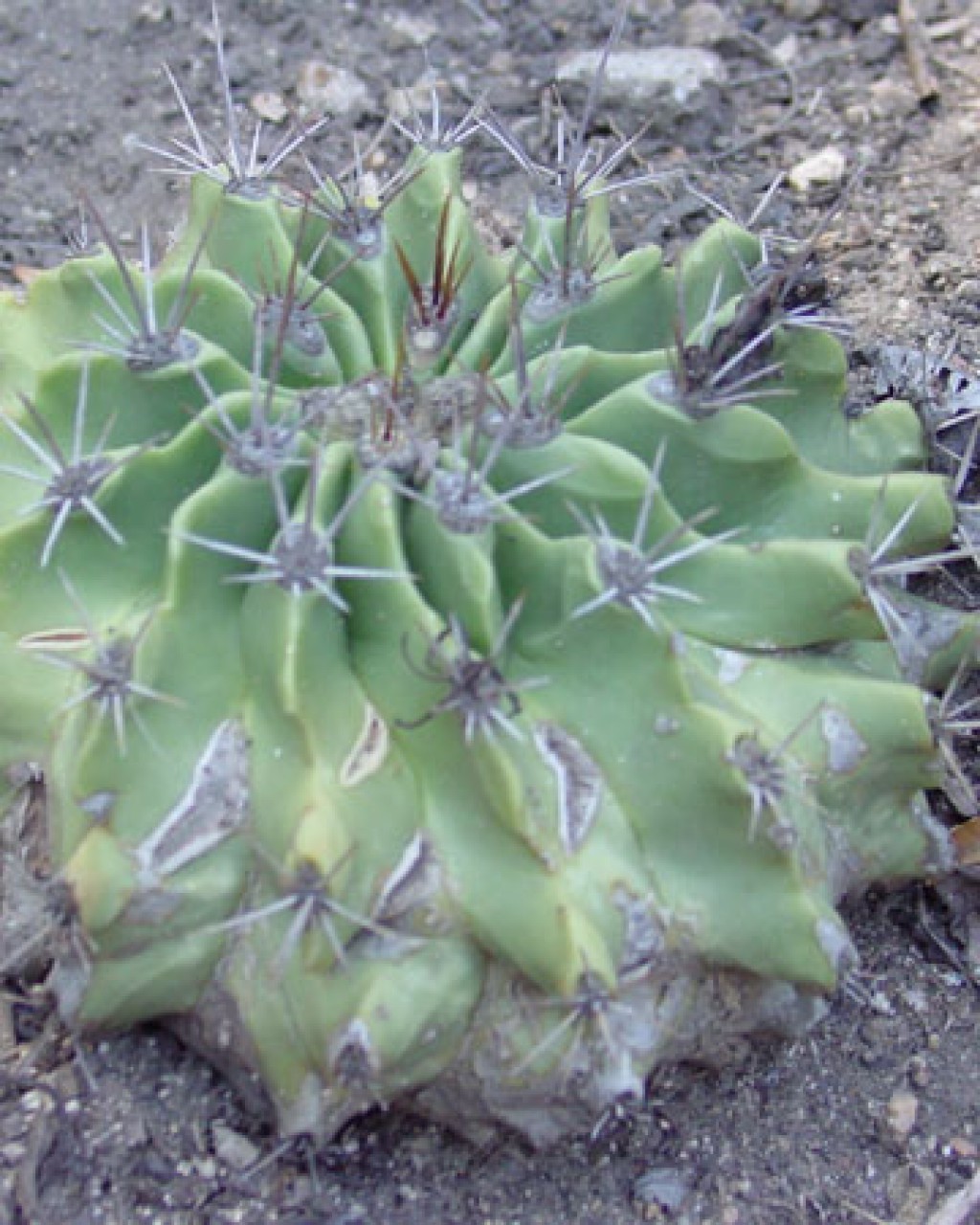 Ferocactus Echidne