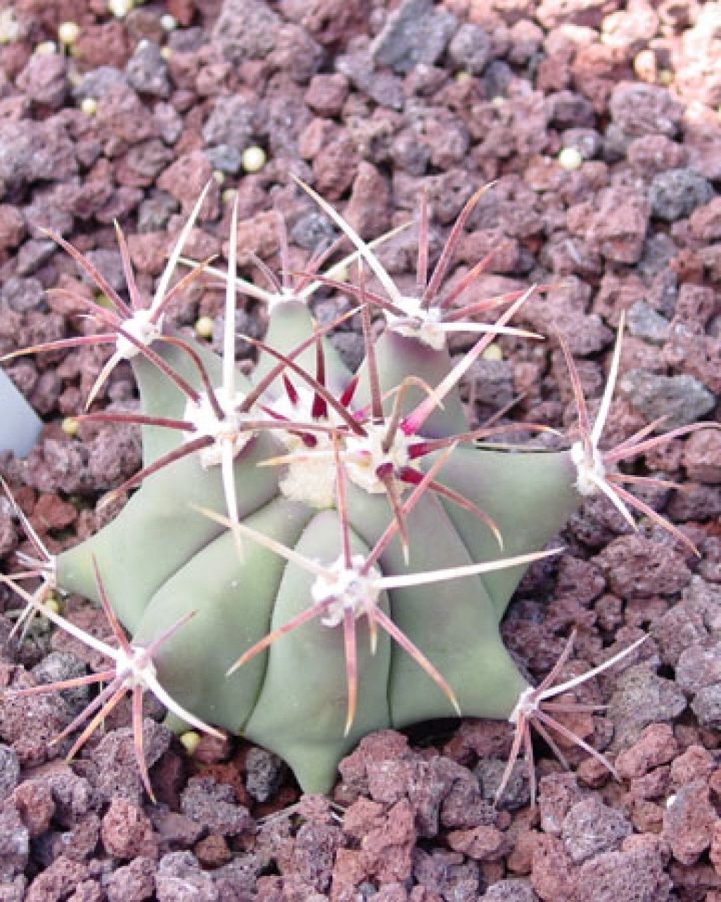 Ferocactus Emoryi