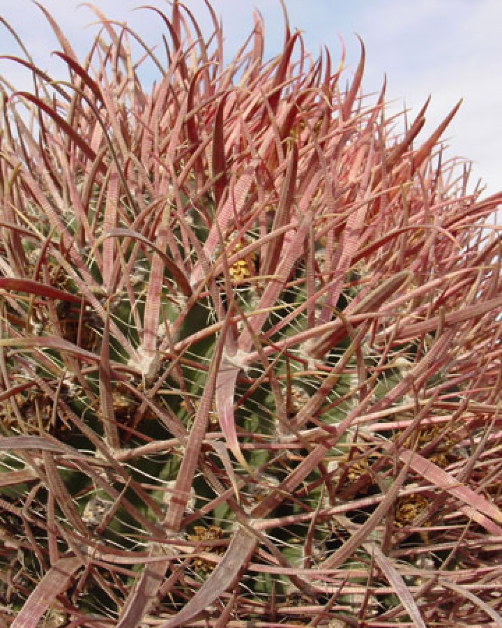 Ferocactus Gracilis