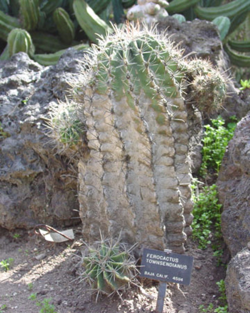 Ferocactus Townsendianus