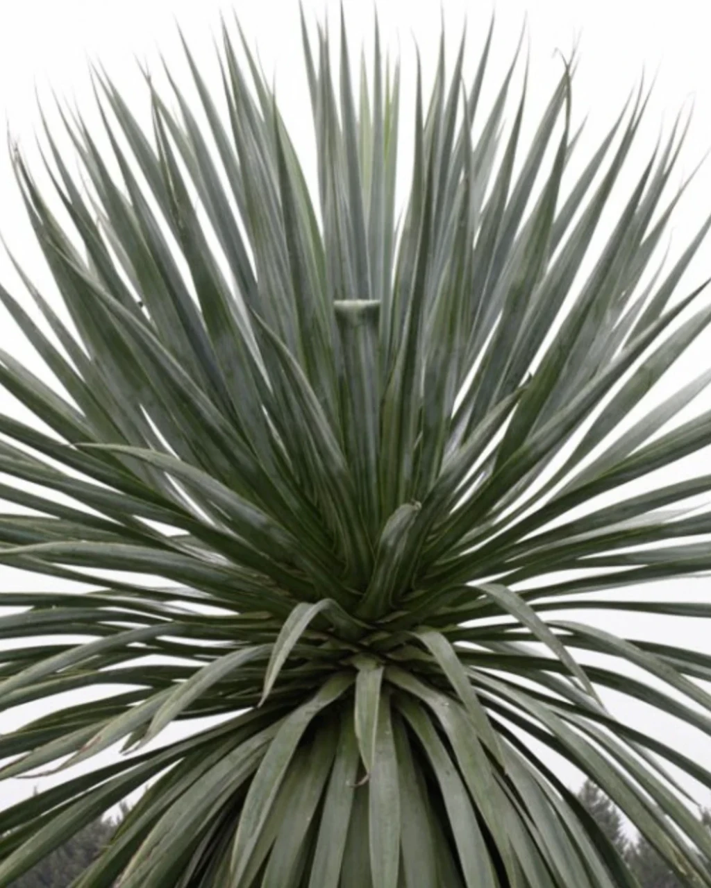 Furcraea bedinghausii